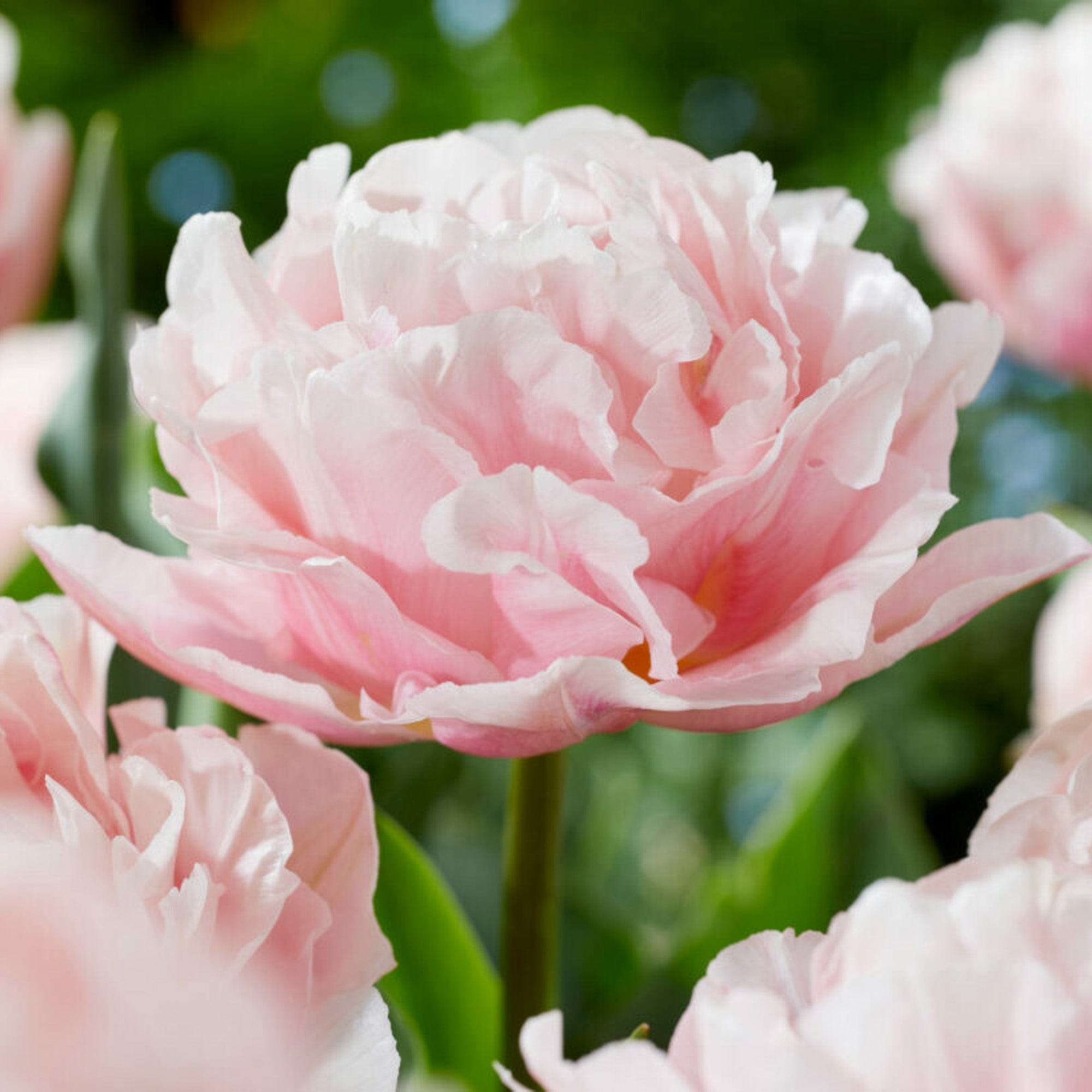 Tulpe 'Dreamer'